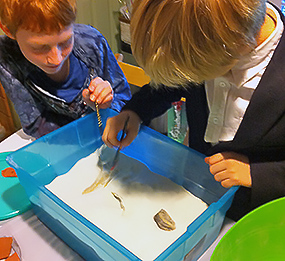 Archaeology dig boxes